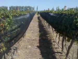 Hail nets in Argentina