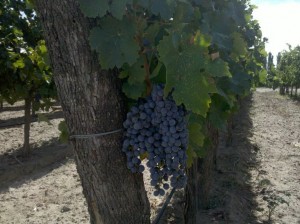 Malbec Grape